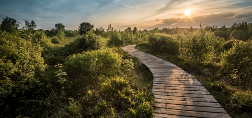 career-path
